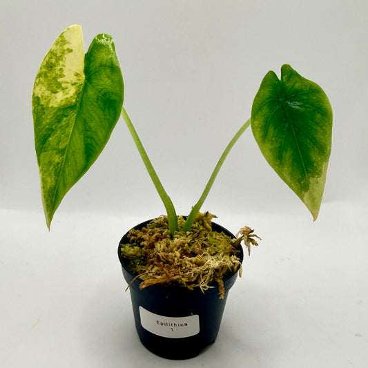 Alocasia Epilithica Aurea Variegata