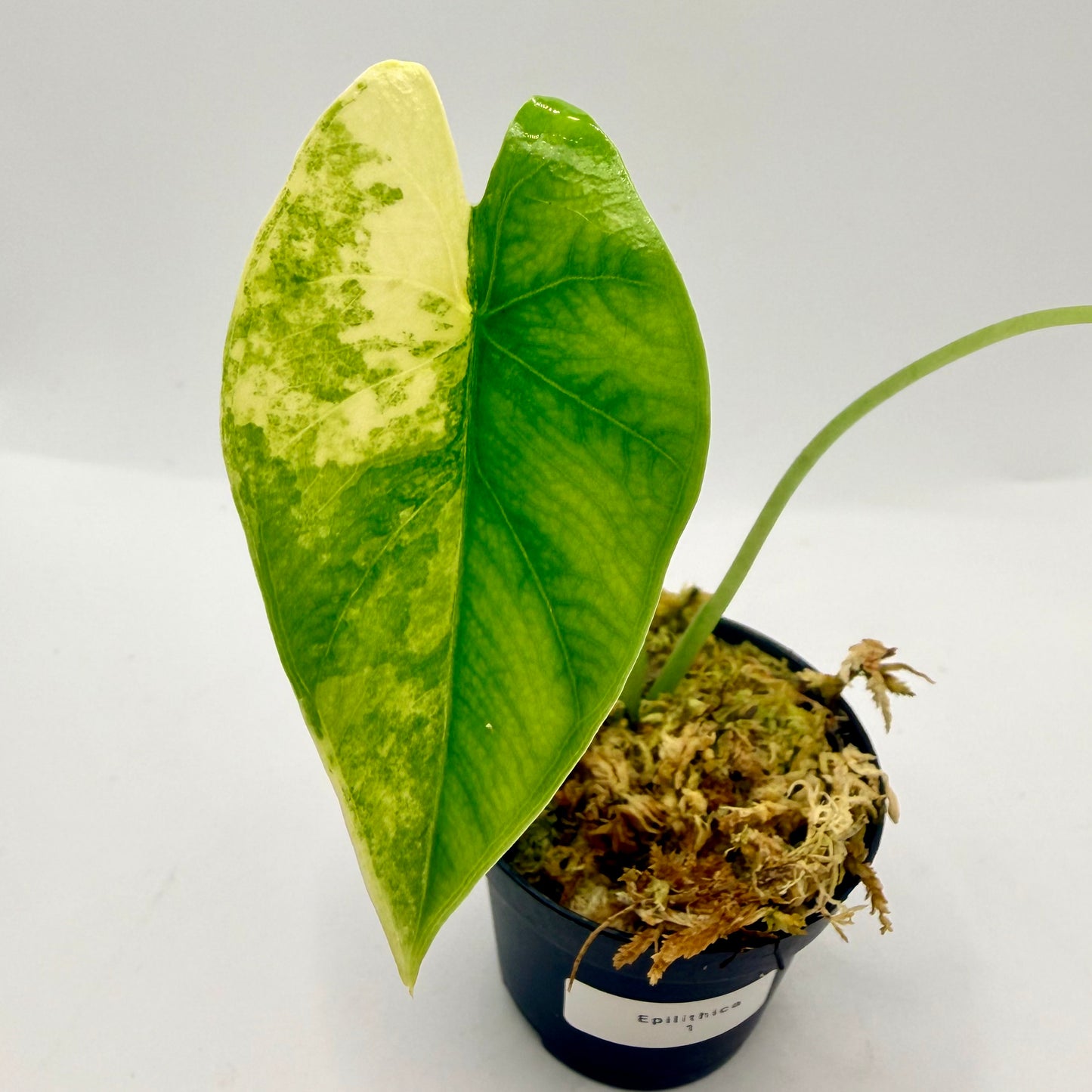 Alocasia Epilithica Aurea Variegata