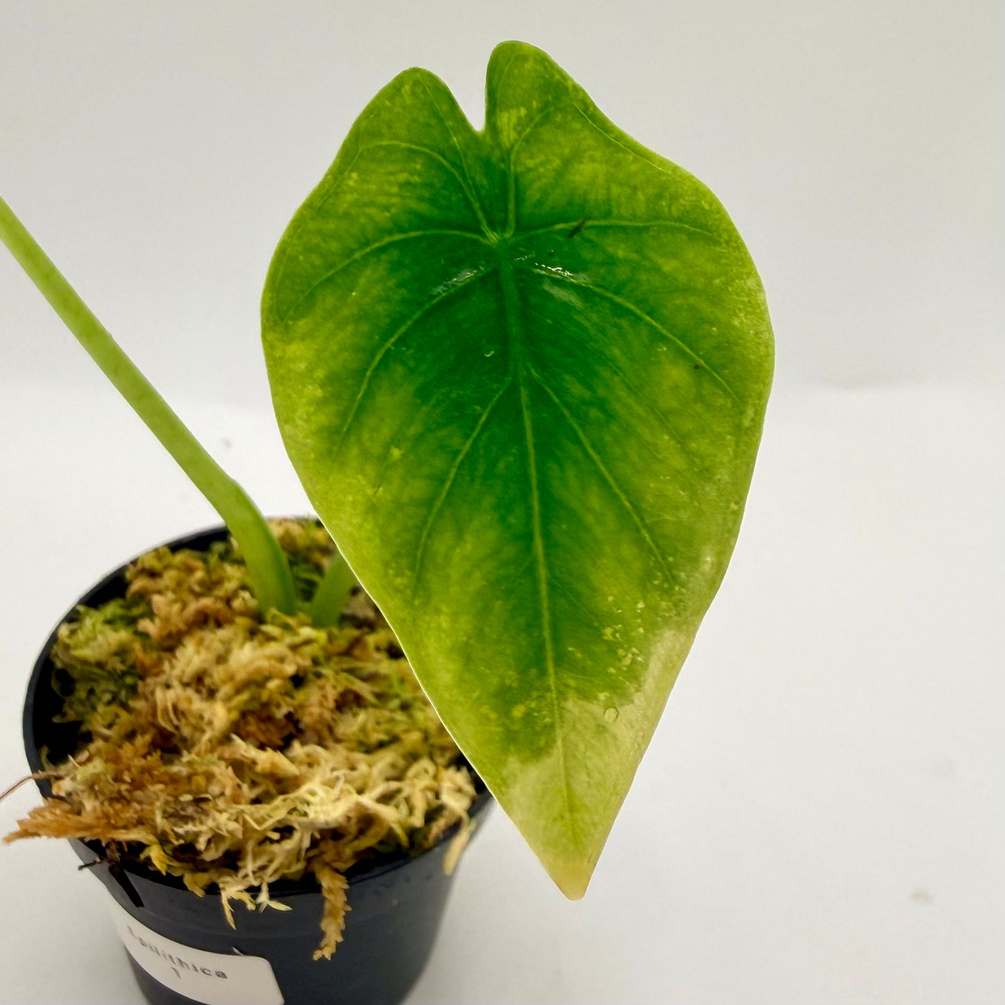 Alocasia Epilithica Aurea Variegata