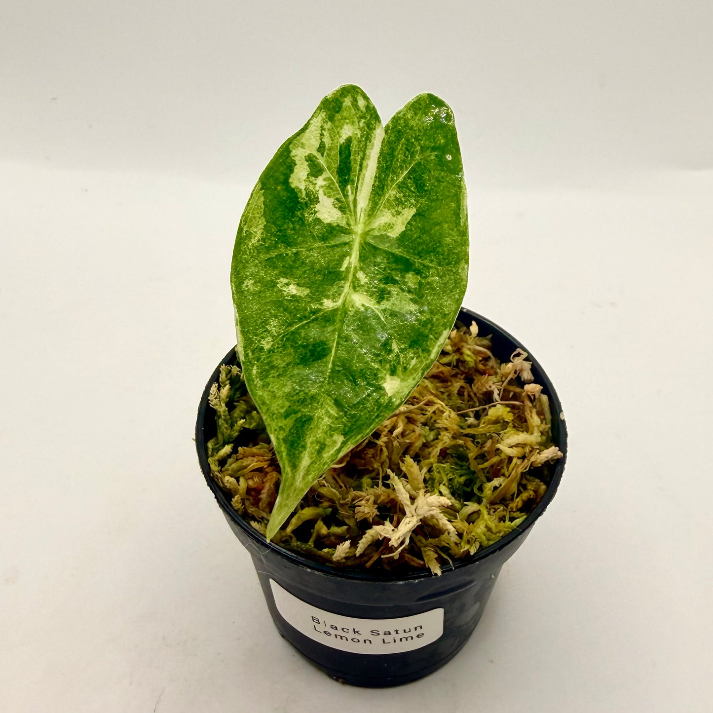 Alocasia Black Satun Lemon Lime Variegata
