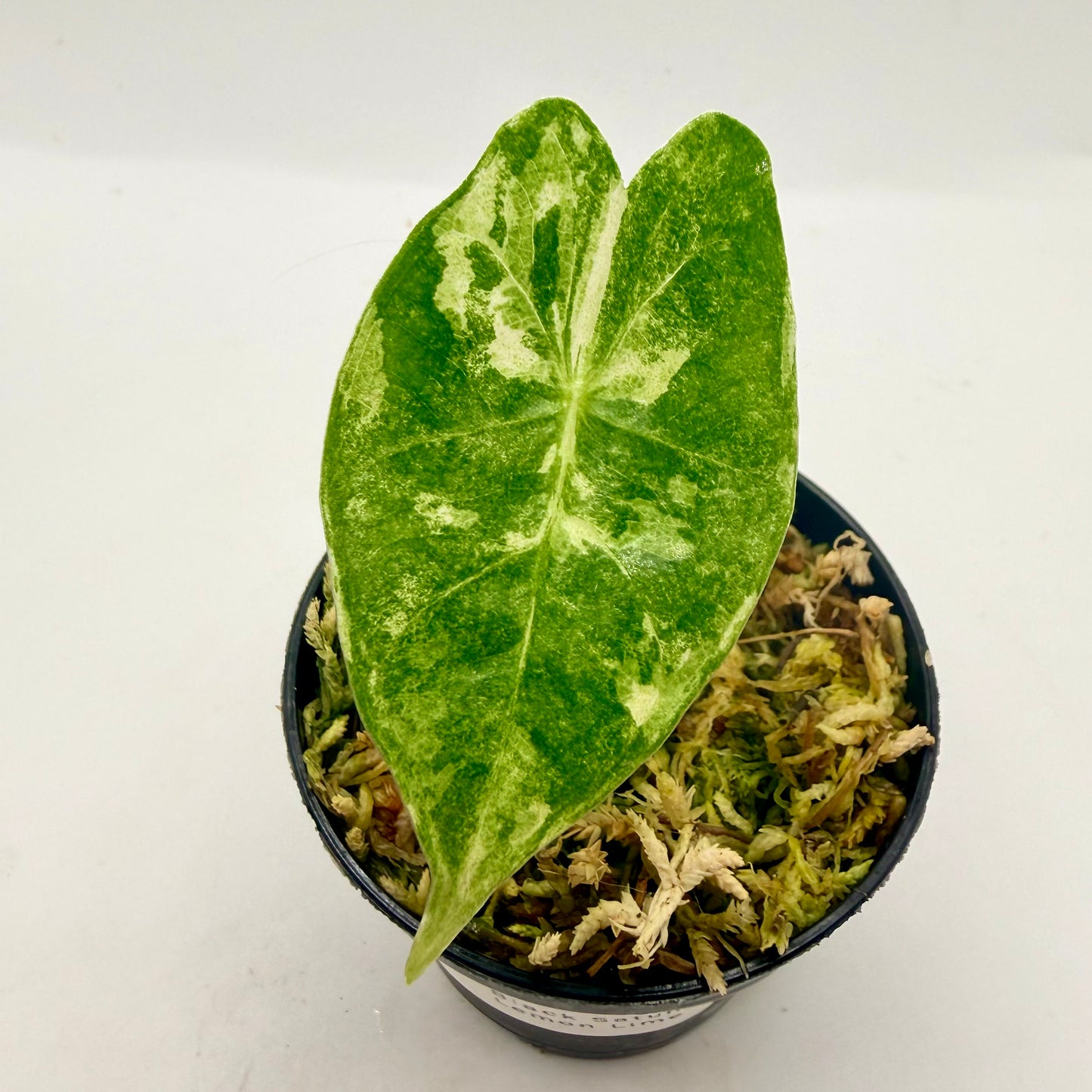 Alocasia Black Satun Lemon Lime Variegata