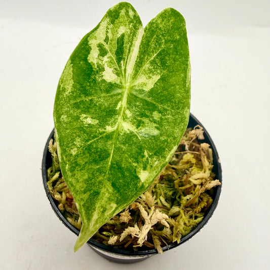 Alocasia Black Satun Lemon Lime Variegata