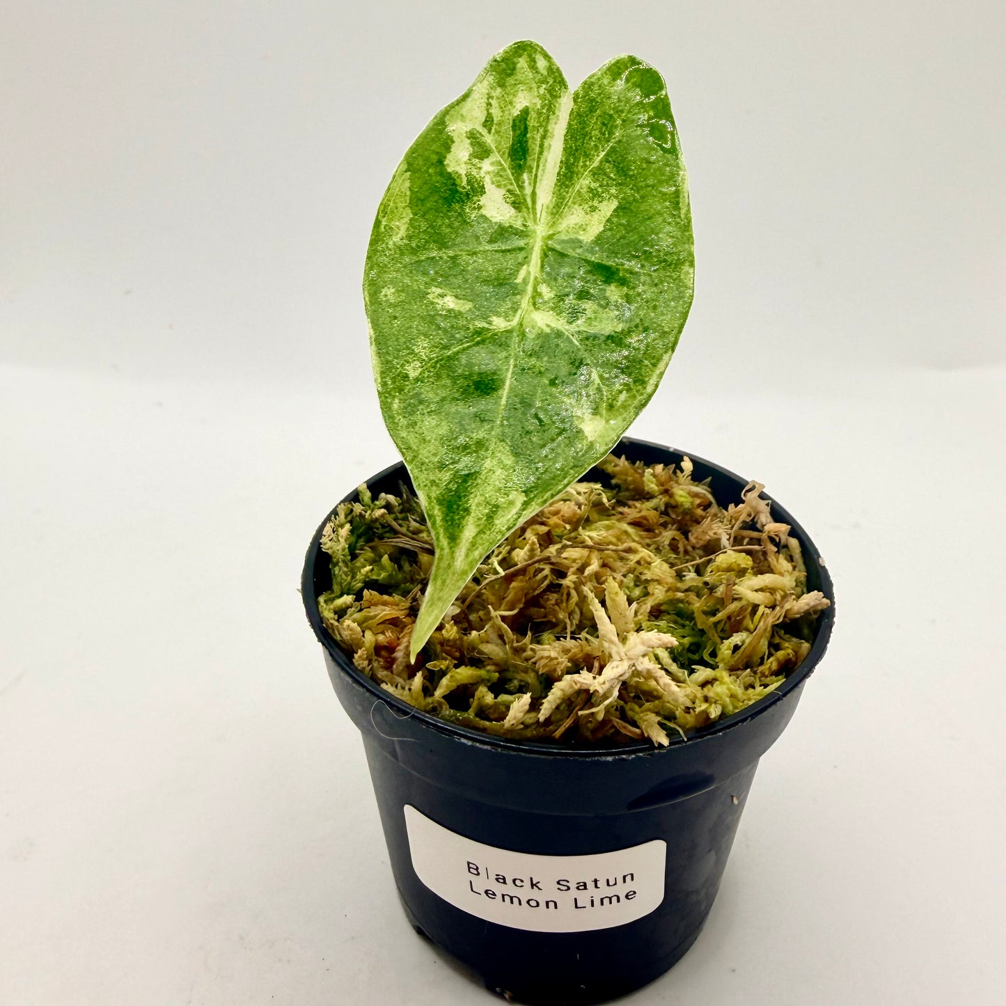 Alocasia Black Satun Lemon Lime Variegata
