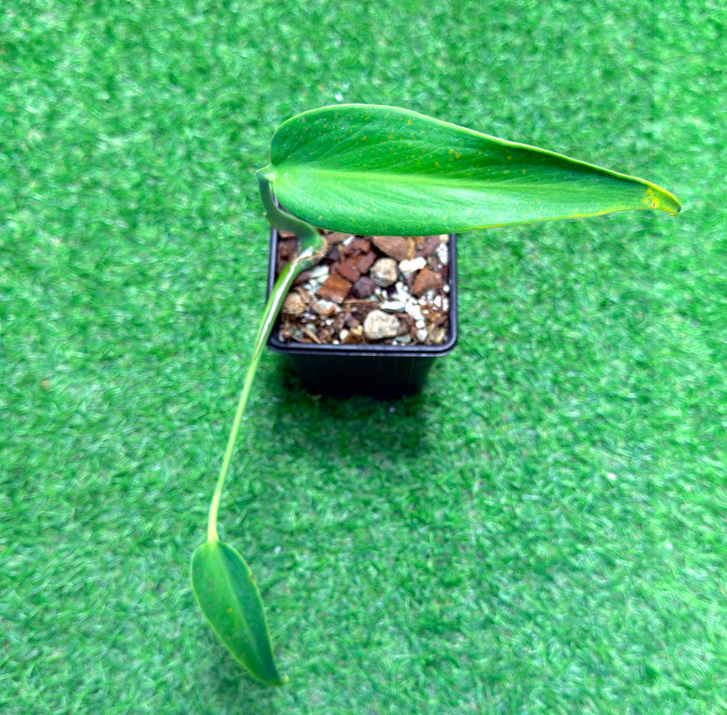 Monstera Burle Marx Flame