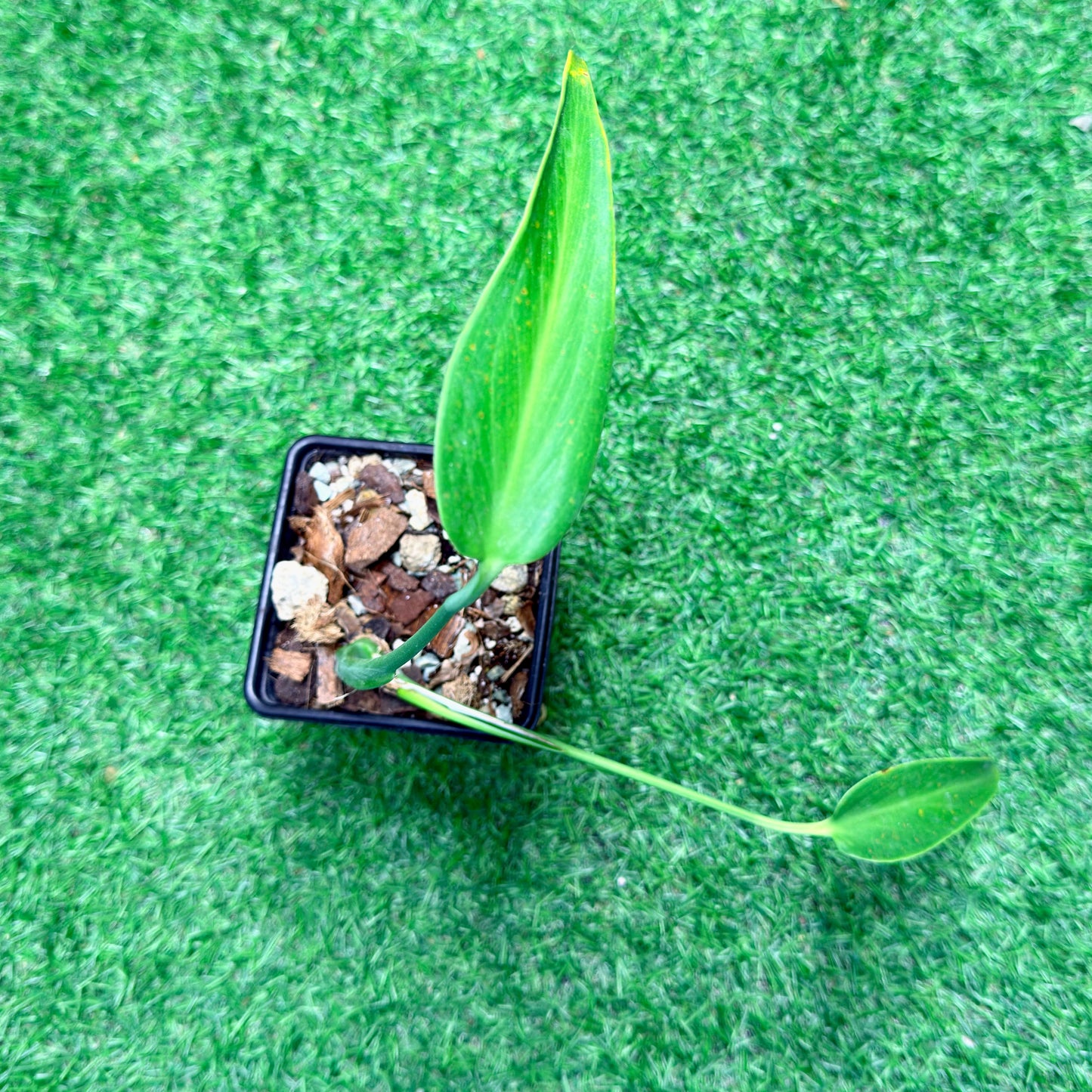 Monstera Burle Marx Flame