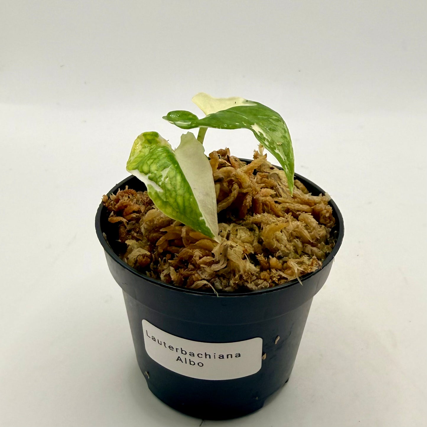 Alocasia Lauterbachiana Albo Variegata