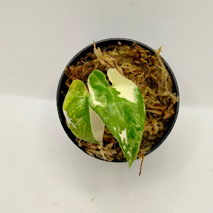 Alocasia Lauterbachiana Albo Variegata