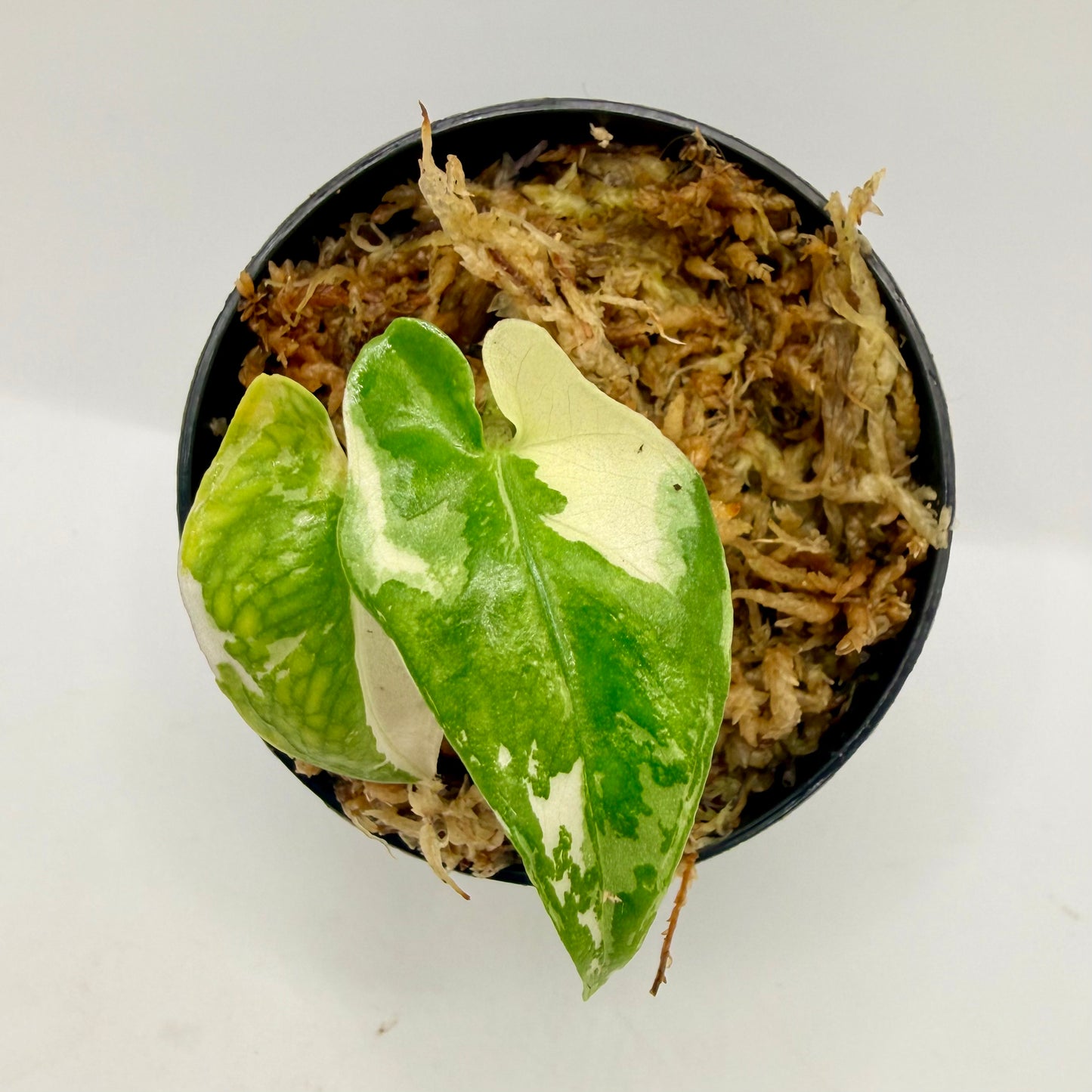 Alocasia Lauterbachiana Albo Variegata