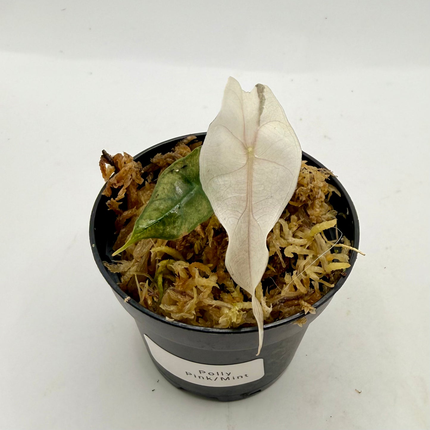 Alocasia Polly Mint/Pink (Ghost) Variegata