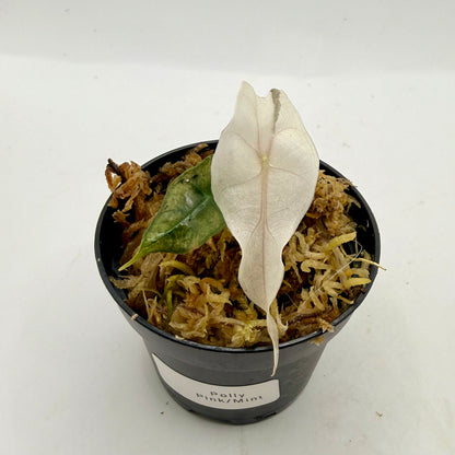 Alocasia Polly Mint/Pink (Ghost) Variegata