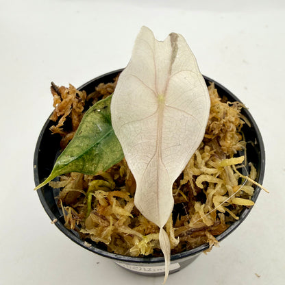 Alocasia Polly Mint/Pink (Ghost) Variegata