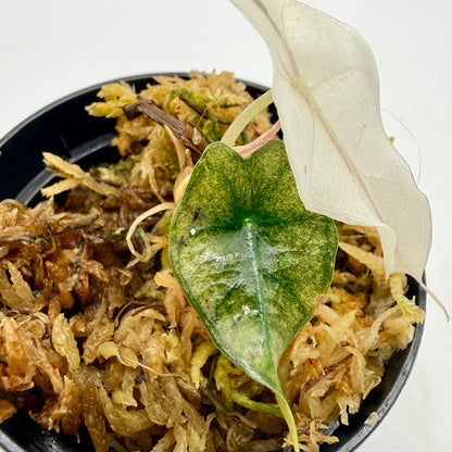 Alocasia Polly Mint/Pink (Ghost) Variegata