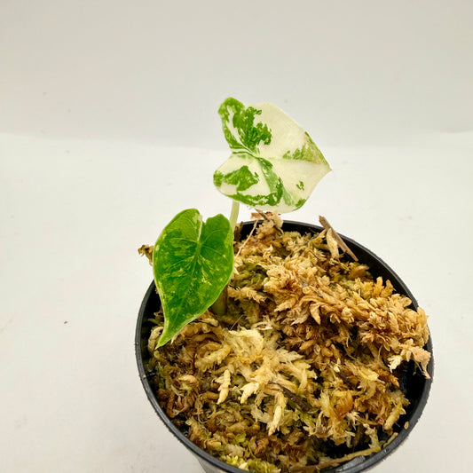 Alocasia Frydek Variegata