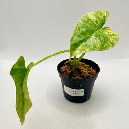 Alocasia Borneo Giant Aurea Variegata