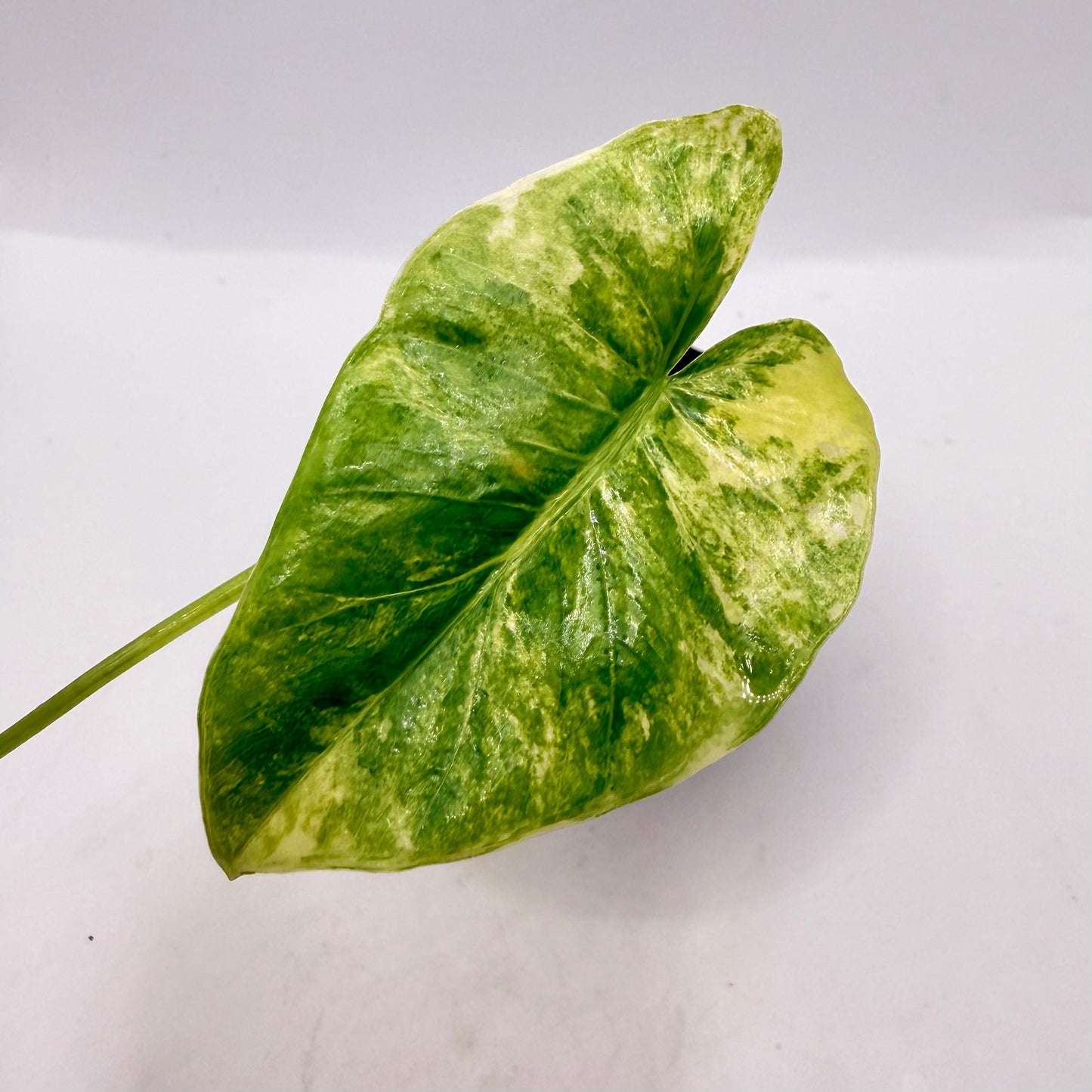 Alocasia Borneo Giant Aurea Variegata