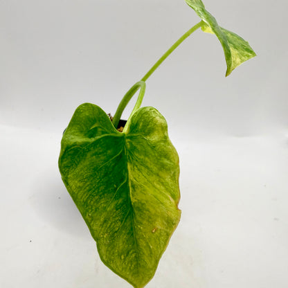 Alocasia Borneo Giant Aurea Variegata