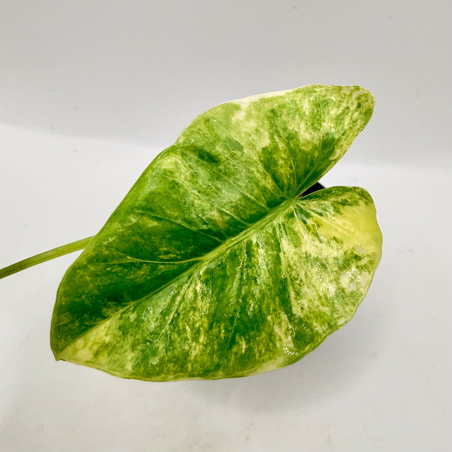 Alocasia Borneo Giant Aurea Variegata