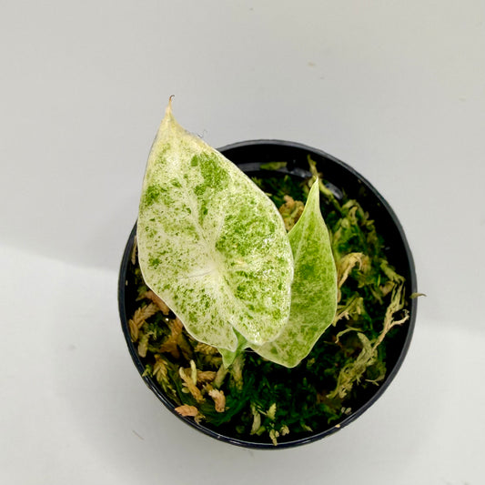 Alocasia SP. (From Surat) Marble Variegata