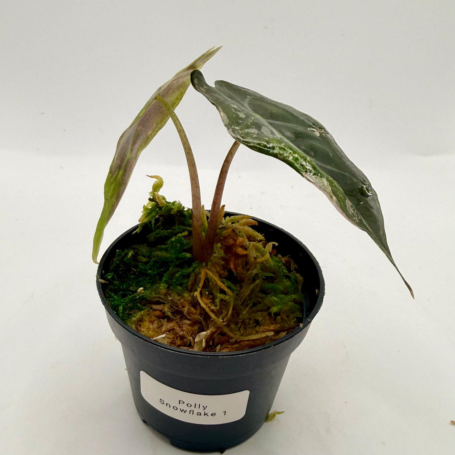 Alocasia Polly Snowflake Pink/Albo Variegata