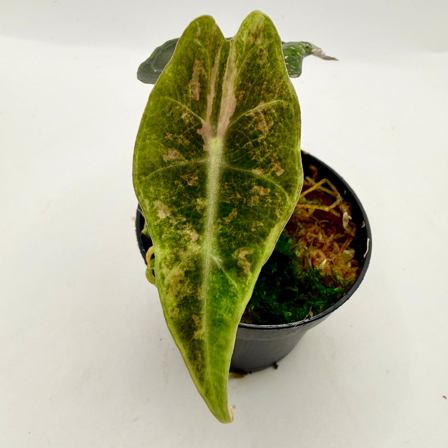 Alocasia Polly Snowflake Pink/Albo Variegata