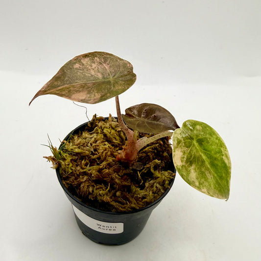 Alocasia Wentii Aurea Variegata