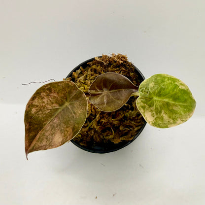 Alocasia Wentii Aurea Variegata