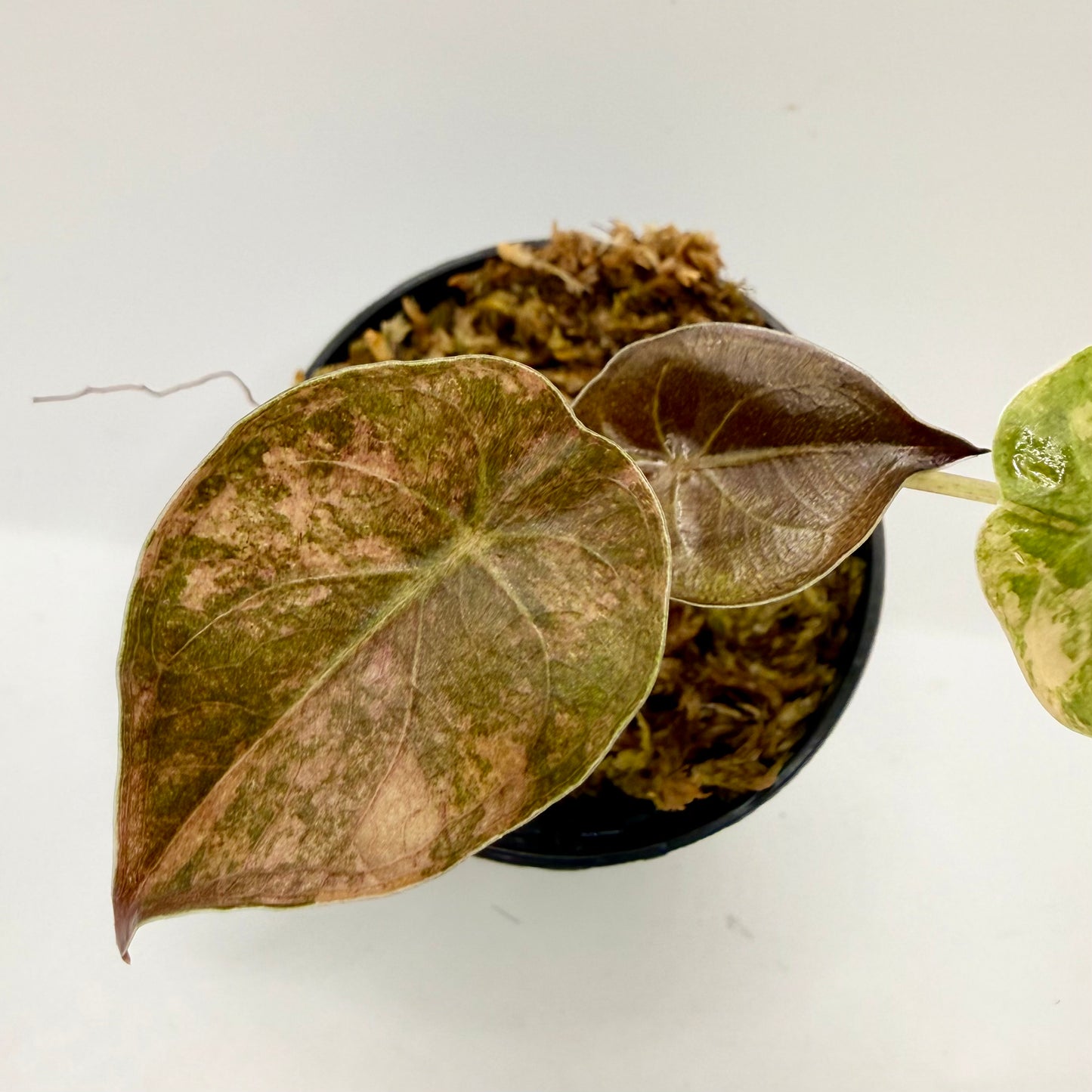 Alocasia Wentii Aurea Variegata