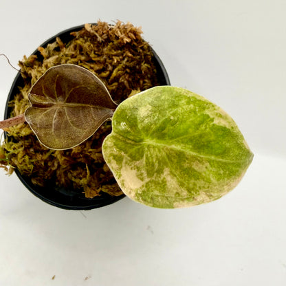 Alocasia Wentii Aurea Variegata