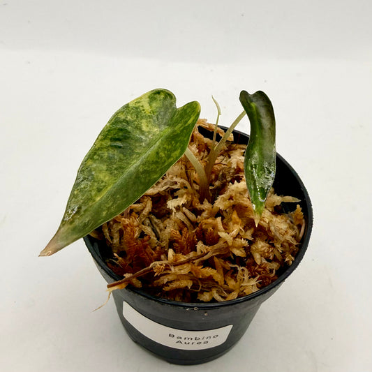 Alocasia Bambino Aurea Variegata