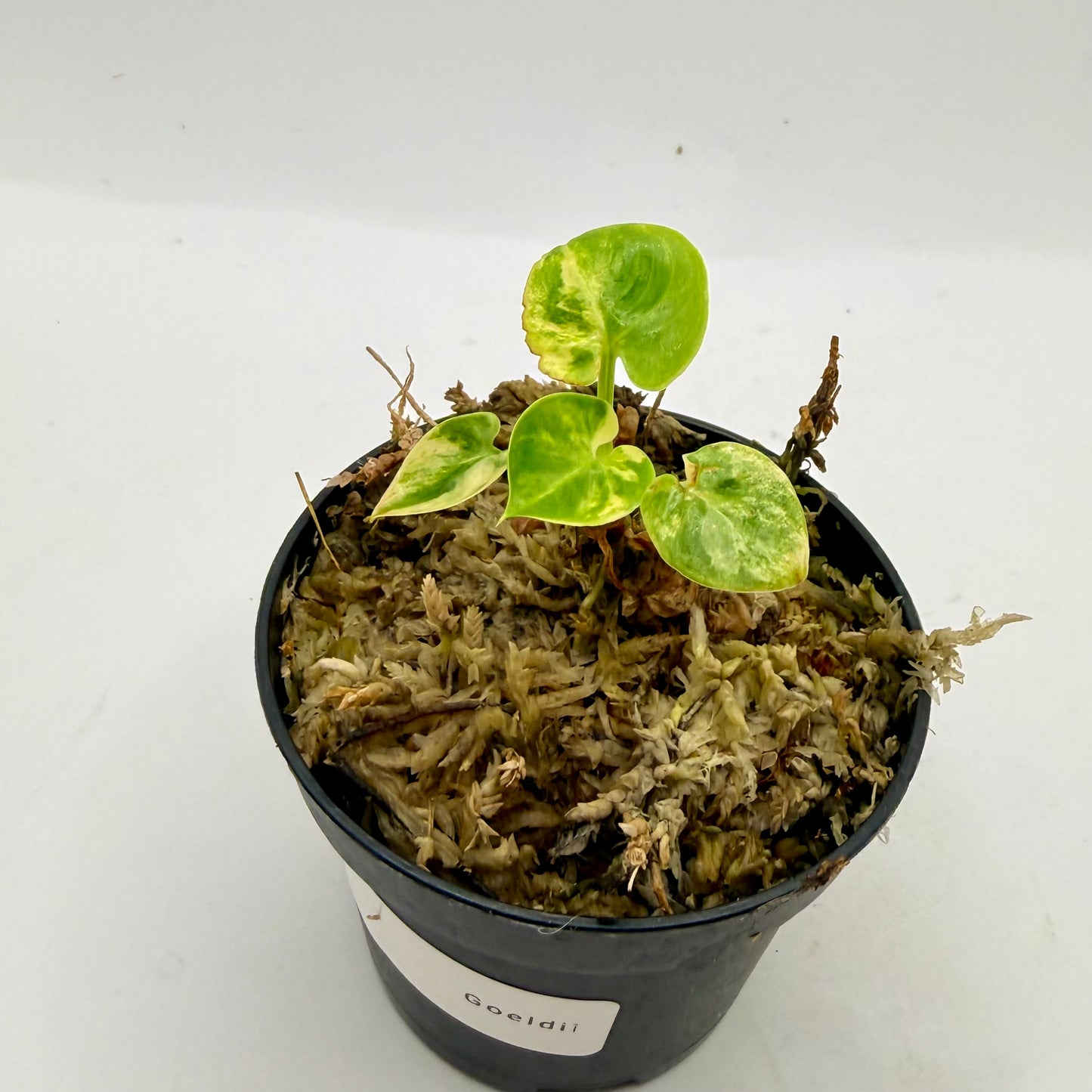 Philodendron Goeldii Variegated