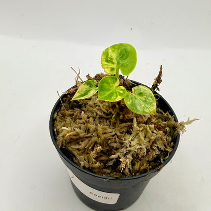 Philodendron Goeldii Variegated