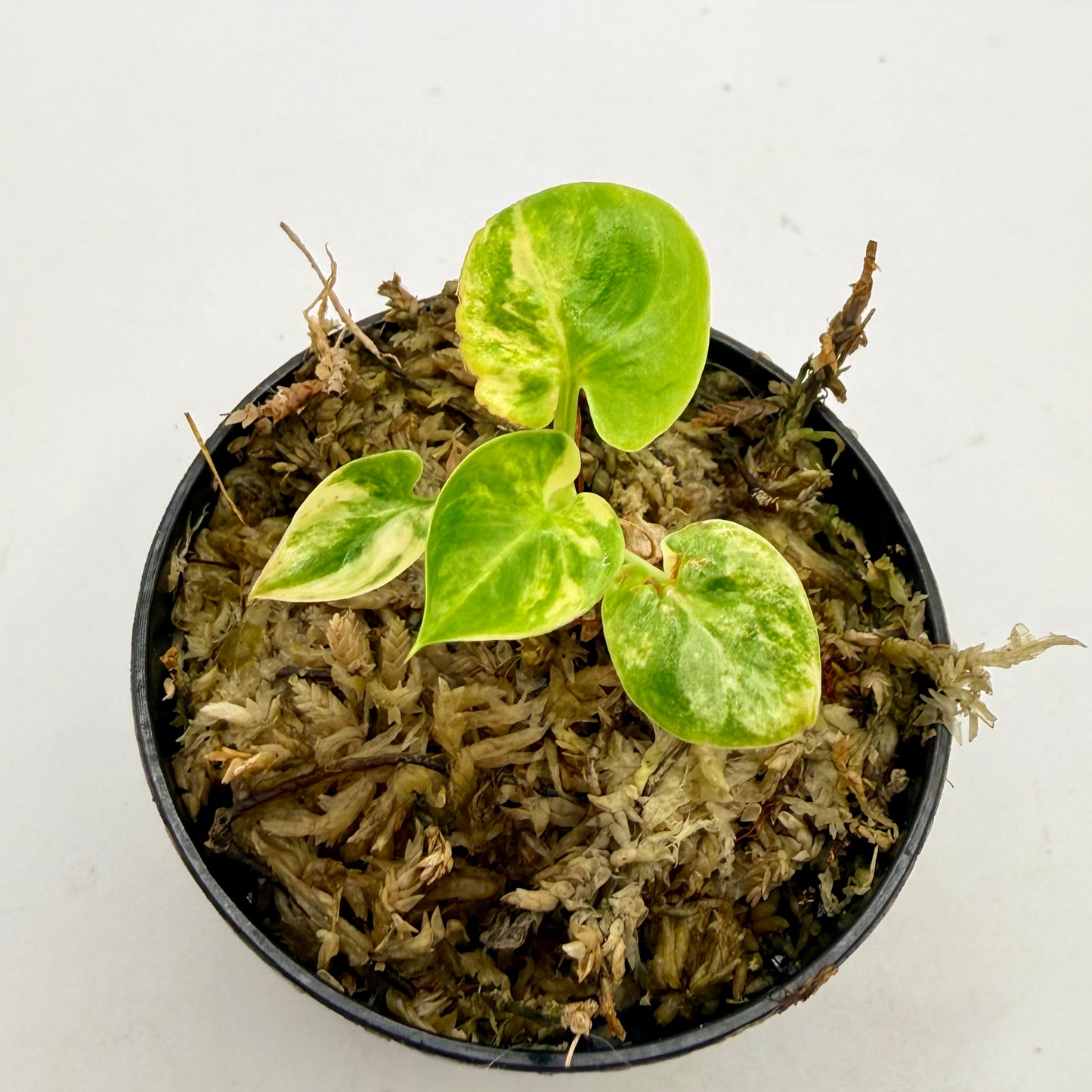 Philodendron Goeldii Variegated