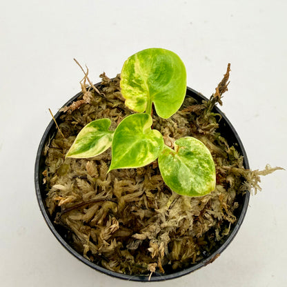 Philodendron Goeldii Variegated