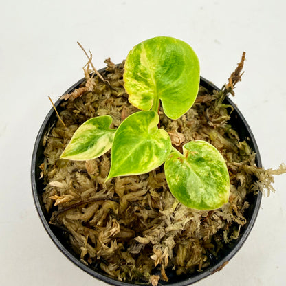 Philodendron Goeldii Variegated