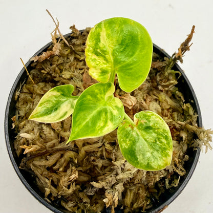 Philodendron Goeldii Variegated