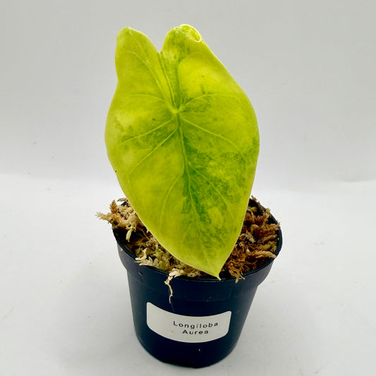 Alocasia Longiloba Aurea Variegata