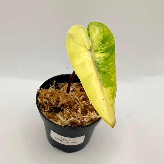 Alocasia Black Stem Aurea Variegata
