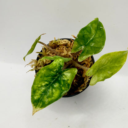 Alocasia Heterophylla Corazón Aurea Variegata