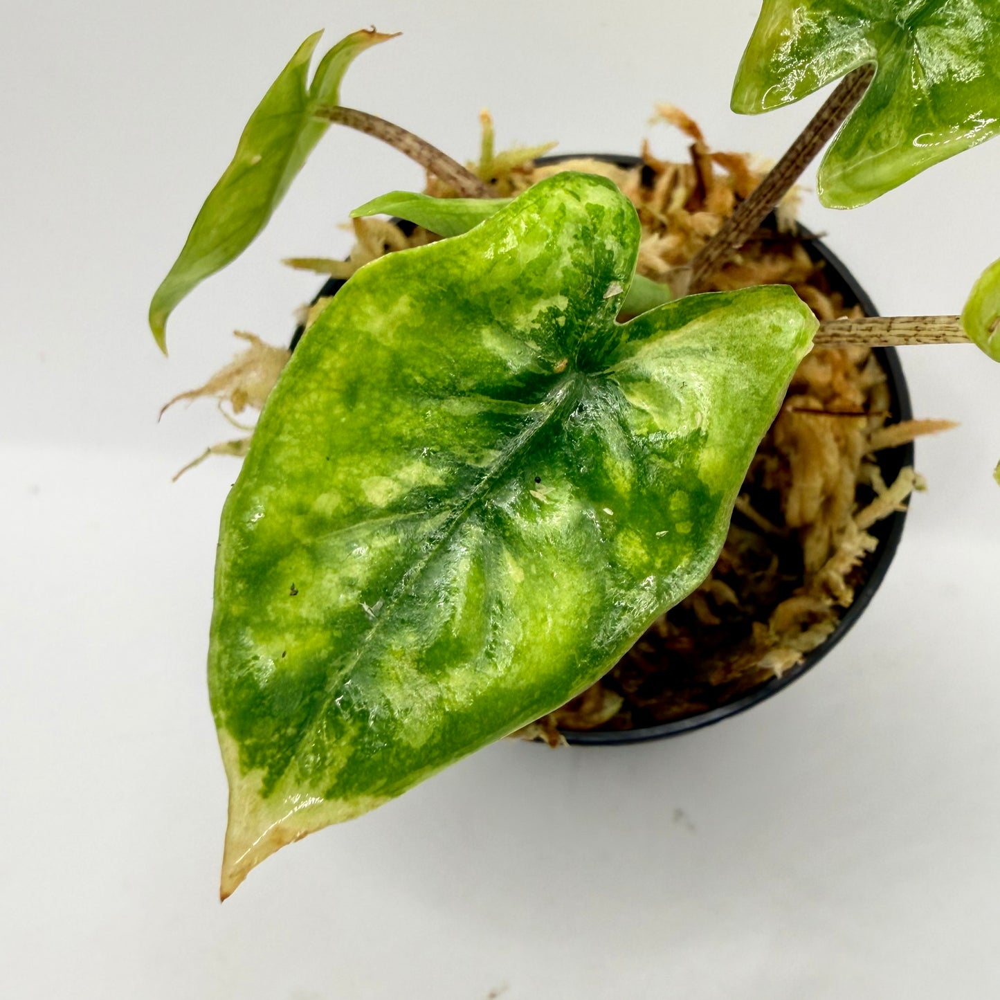 Alocasia Heterophylla Corazón Aurea Variegata