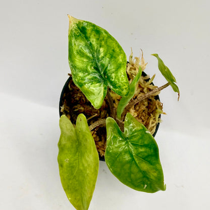 Alocasia Heterophylla Corazón Aurea Variegata