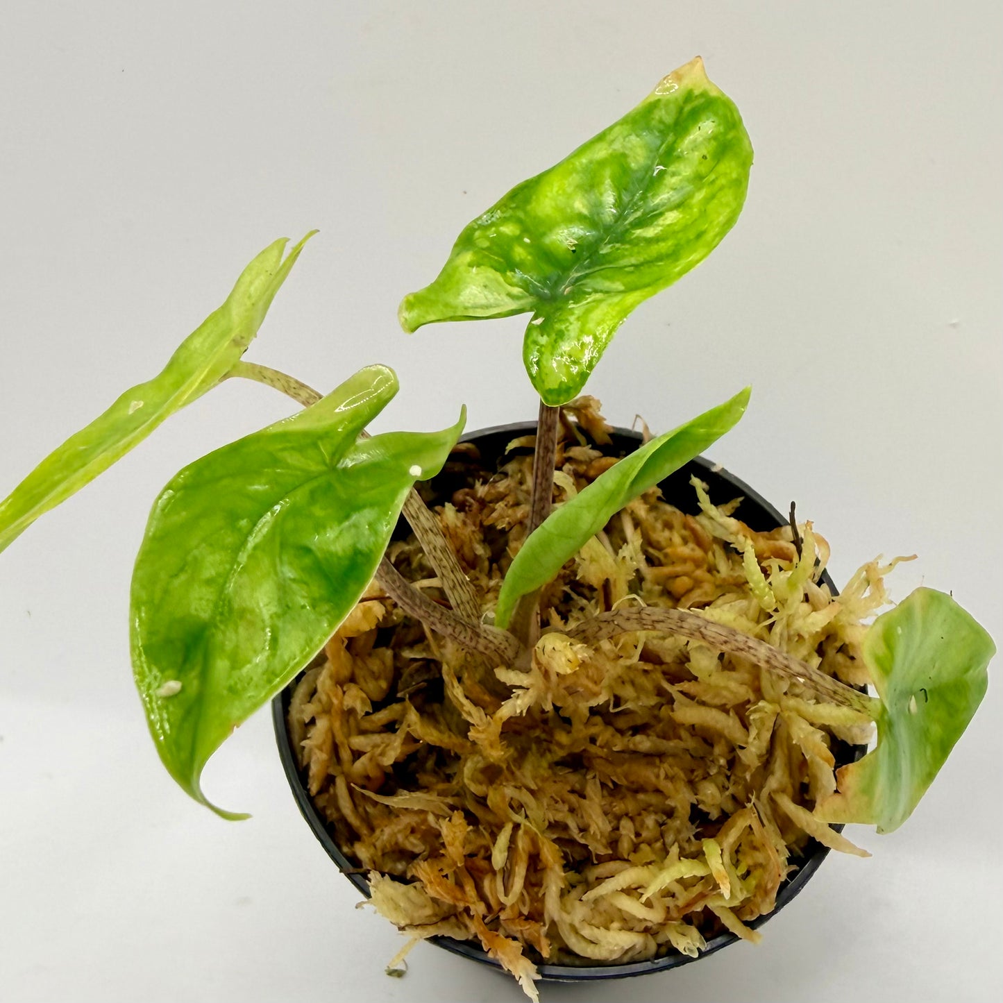 Alocasia Heterophylla Corazón Aurea Variegata