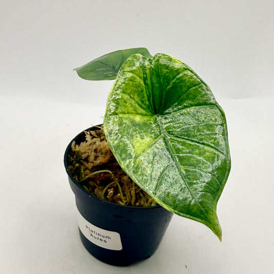 Alocasia Platinum Aurea Variegata