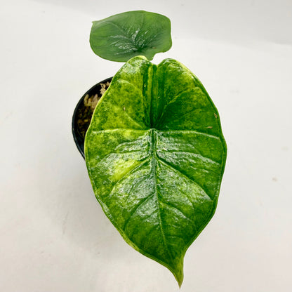 Alocasia Platinum Aurea Variegata