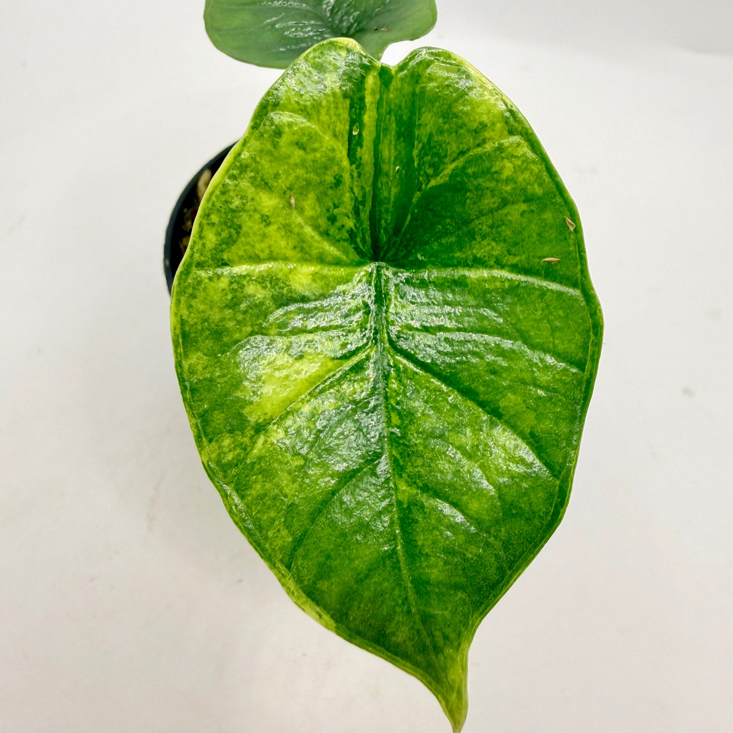 Alocasia Platinum Aurea Variegata