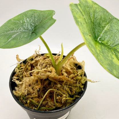 Alocasia Platinum Aurea Variegata