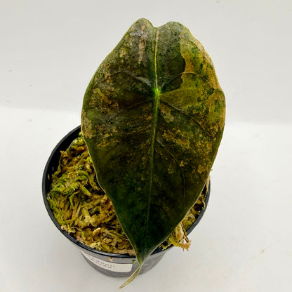 Alocasia Sedenii Aurea Variegata