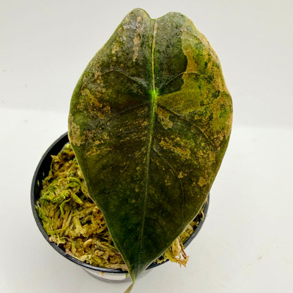 Alocasia Sedenii Aurea Variegata