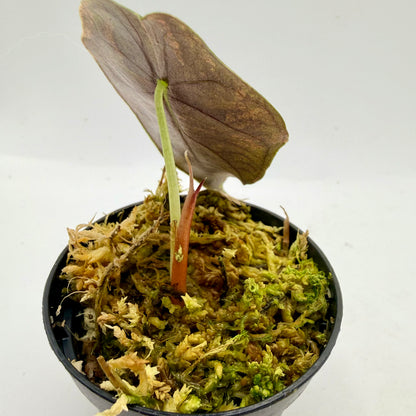 Alocasia Sedenii Aurea Variegata