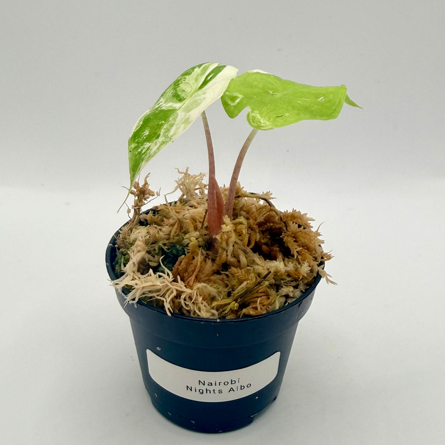 Alocasia Nairobi Nights Variegata