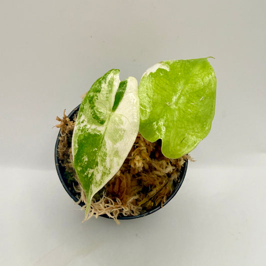 Alocasia Nairobi Nights Variegata